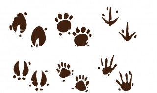 爪组词(爪组词二年级)