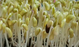 发黄豆芽的方法怎么做 发黄豆芽的方法怎么做才好吃