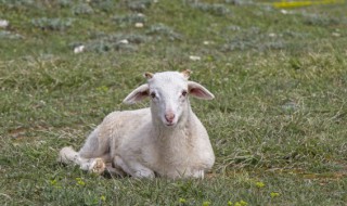 羊的叫声怎么写 羊的叫声怎么写?