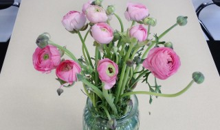 洋牡丹怎么养水养（洋牡丹如何水养）