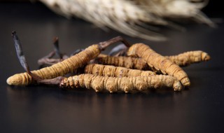 冬虫夏草的吃法大全(冬虫夏草的吃法大全图片)