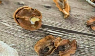 分心木的功效与作用及禁忌症 分心木的功效与作用及食用方法