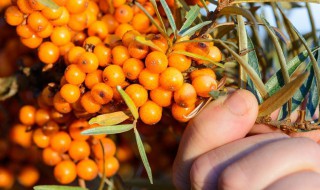 沙棘蓝莓汁功效 沙棘蓝莓汁功效是真的吗