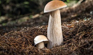 牛肝菌的功效与作用做法(牛肝菌的功效与作用做法图片)