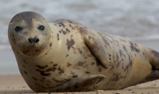 海狗鞭和海豹鞭的区别 海狗鞭与海豹鞭的区别