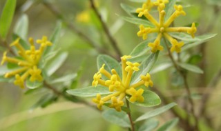 中药南岭荛花的功效与作用 花婌的功效