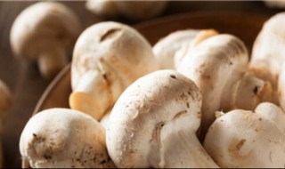 锦华食用菌的功效 锦华食用菌的功效和作用