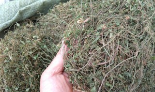 中药满天星的功效与作用 满天星中药功效与作用图片