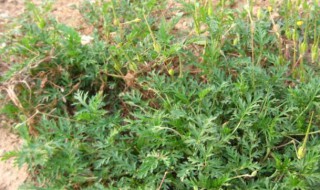 中药垅牛儿苗的功效与作用 牻牛儿苗的功效与作用