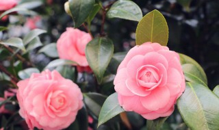 家里为什么不能养茶花花 家里可以养茶花吗