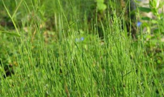 中药榔榆的功效与作用（榔榆皮的药用）