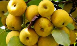 软儿梨的功效与作用 软儿梨的功效与作用图片