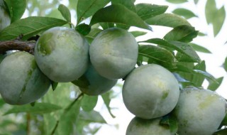 油奈的功效与作用(油奈的功效与作用禁忌)