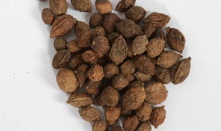 寇仁的功效与作用及药用价值（寇仁有什么疗效和药用价值）