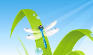 中药蜻蜓的功效与作用（蜻蜓的功效和作用）