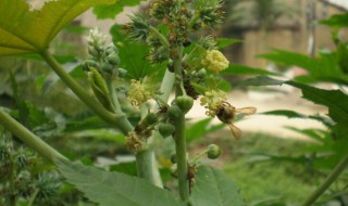 蓖麻叶外敷有什么功效（蓖麻叶外敷怎么使用）