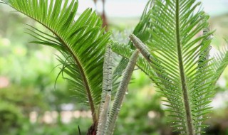 铁树叶煮水有什么用（铁树叶子可以煮水喝吗）