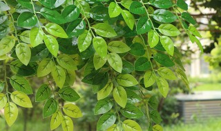 榆树枝的功效与作用（榆树枝的功效与作用禁忌）