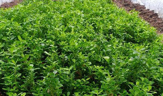 中药小叶黄杨的功效与作用 中药小叶黄杨的功效与作用及禁忌