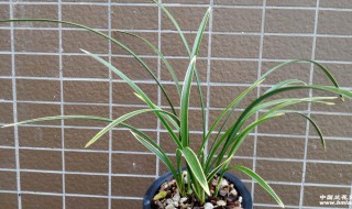 铁骨锦旗兰花几月开花（锦旗兰花花期）