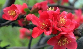 秋叶海棠花的养殖方法（怎样养秋海棠花）