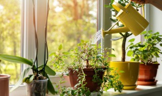 淘米水浇花稀释比例（淘米水和清水的比例是多少用来浇花）