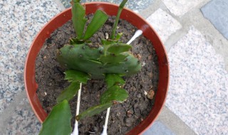 蟹爪兰嫁接后的养护管理（蟹爪兰嫁接后的养护管理视频）