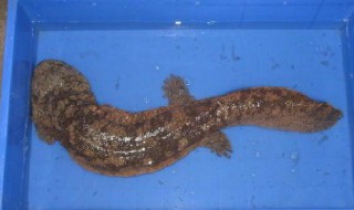 娃娃鱼的养殖温度 娃娃鱼适宜温度