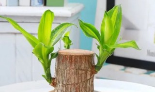 水培巴西木摆放禁忌 水培巴西木的注意事项