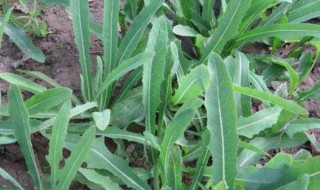 秋天吃苦菜好吗（秋季吃苦菜有什么好处）