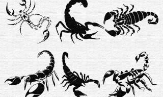 黄蝎子和黑蝎子的区别(黄蝎子和黑蝎子的区别图片)