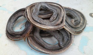 中药乌蛇的功效与作用（中药乌蛇的功效与作用点）