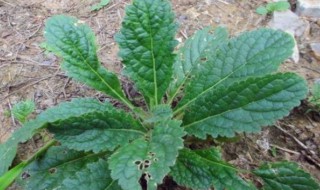 中药火秧竻叶的功效与作用（薅秧泡是什么药材）