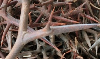 皂角刺泡酒的功效与作用 皂角刺泡酒的功效与作用及食用方法