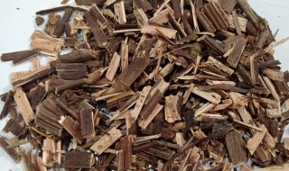 中药接骨木叶的功效与作用（草药接骨木的功效什么作用）