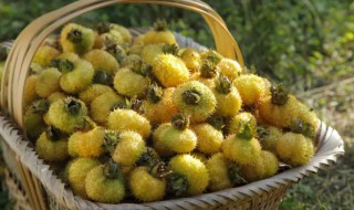 浓缩刺梨汁的功效与作用（刺梨浓缩汁食用方法）