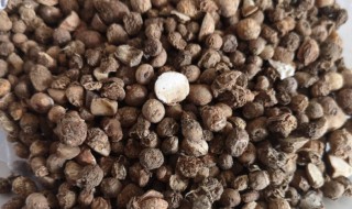 中药消石的功效与作用 中药消石的功效与作用图片