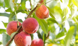 家里不能种的五种树 家里不能种的五种树有哪些