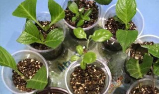 绣球花的扦插方法与圩插时间（绣球怎么扦插什么时间扦插）