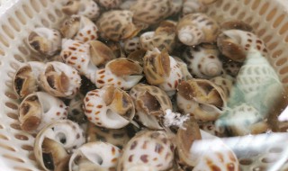 花螺做法 花螺做法白灼