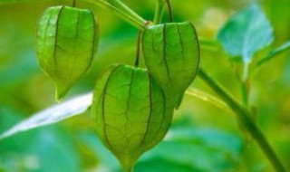 中药灯笼草的功效 中药灯笼草的功效与禁忌