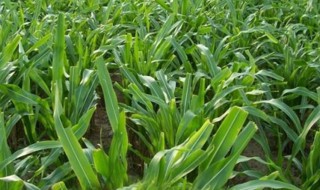 墨西哥玉米草多年生吗（墨西哥玉米草是多年生吗?）