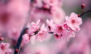 三角梅有多少品种(三角梅有多少品种多少颜色)