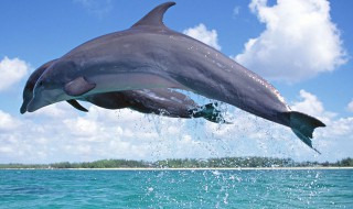 海豚英语怎么读（企鹅英语怎么读）