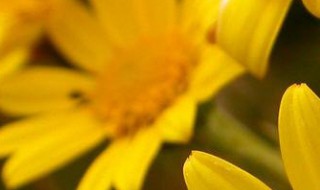 中药一扫光的功效与作用（一扫光的功效和副作用）