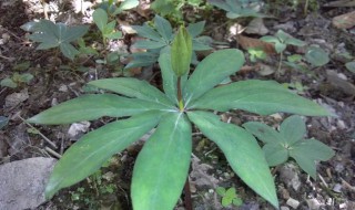 糯香叶的功效与作用及药用价值 糯香叶的功效与作用及药用价值及禁忌