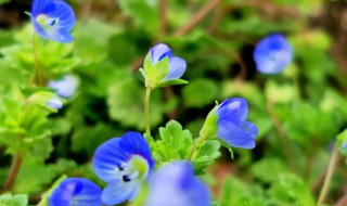 阿拉伯婆婆纳的功效与作用(阿拉伯婆婆纳的功效与作用泡脚可以吗)