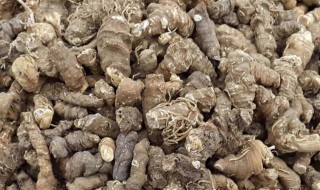 中药蚤休的功效与作用(蚤休是什么中药)