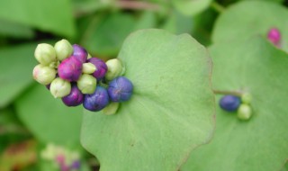 蛇倒退的功效和作用（蛇到蛇倒退的功效和作用）