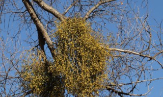 中药白杨树的功效与作用(中药白杨树的功效与作用是什么)